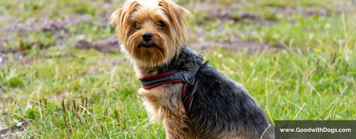 Yorkshire Terrier : Pourquoi sent-il mauvais ?