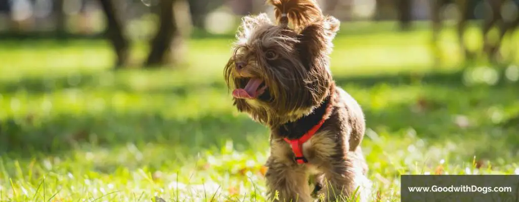 Yorkshire Terrier : Quelle nourriture choisir ?