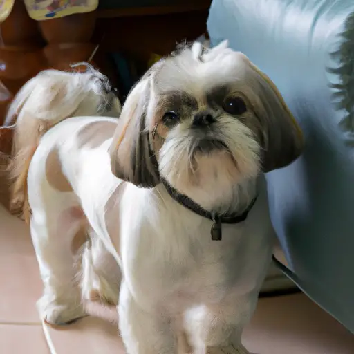 Le Shaggy Cut